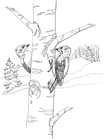 Two Woodpeckers Coloring Page